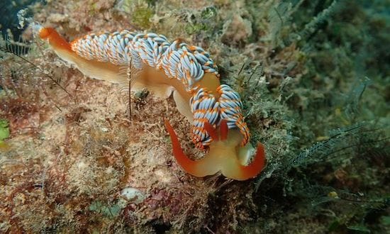 Sluggy McSlugface no more: sea slug named for fly-in, fly-out mining workers